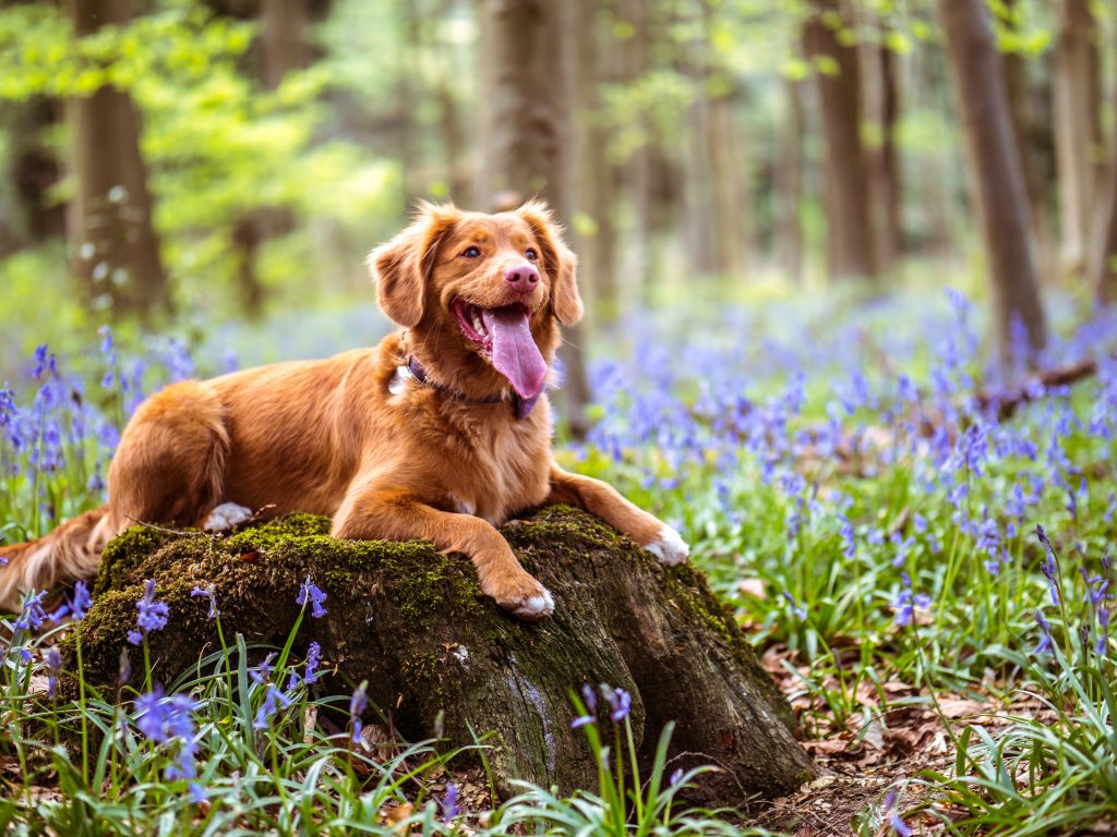 Dog Friendly Holiday Cabins in Ingleton in the Yorkshire Dales